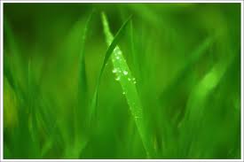 Ru cỏ - Thơ Trần Quang Quý