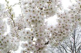 Người đến từ quá khứ - truyện ngắn của Hoàng Tú