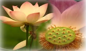 “Gà” vùng nào hợp với vùng ấy