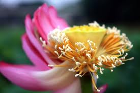 Sen - Truyện Trần Nguyễn Yến Nhi