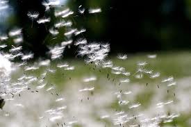 Người sót lại của rừng cười - Truyện Võ Thị Hảo