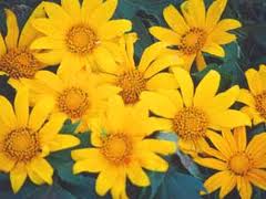 Ý nghĩ ban mai - Thơ Đinh Thị Như Thúy