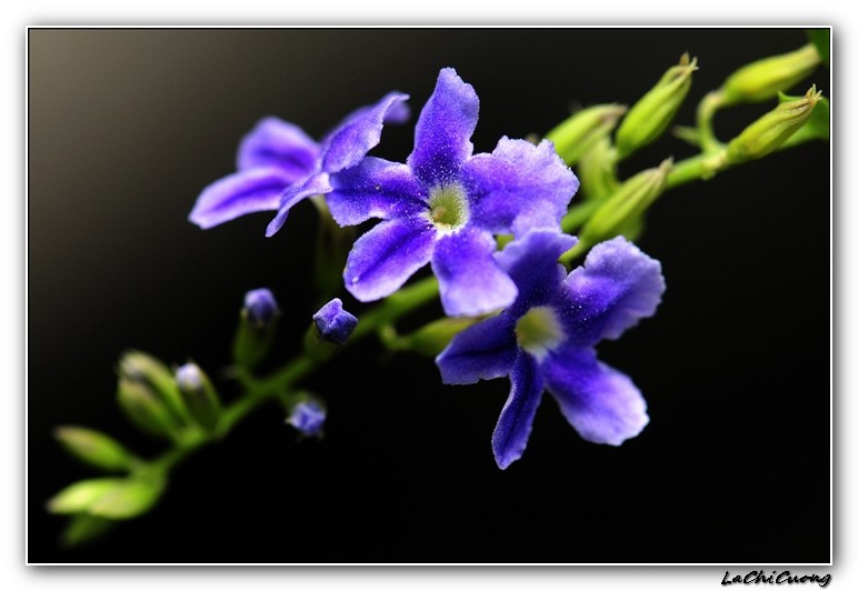 Vẫn hót bài ca thê thảm - truyện Trần Thị Trường