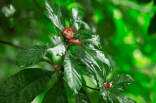 Hoa lộc vừng - Thơ Ngân Vịnh