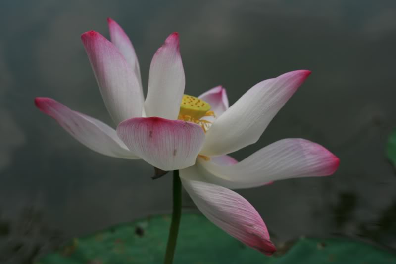 Nguồn cội phương Đông - Nguyễn Hồng Chí