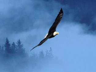 Cánh thiên di – Thơ Nguyễn Minh Hùng