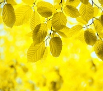 Không phải là cuối cùng – Thơ Bùi Mỹ Hồng
