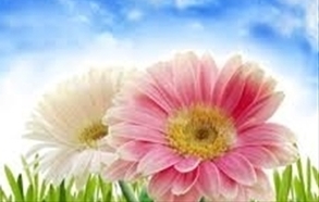 cái chết của những bông hoa - Thơ Đinh Thị Như Thúy   