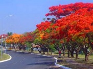 Thành phố, phượng và cát - Thơ Trần Thị Lưu Ly