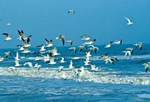  Vẹn nguyên Tổ quốc – Thơ Nguyễn Thị Anh Đào