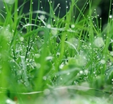 Rong rêu phận người – Thơ Nguyễn An Bình