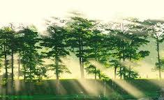 Những lao xao trong gió – Thơ Đinh Thị Như Thúy