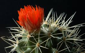 Ngày xương rồng nở hoa - Thơ Nguyễn Hồng