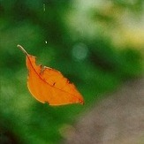 Trà xuân – Thơ Bùi Công Minh