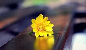 Khúc say tình cờ - Thơ Thường Kham