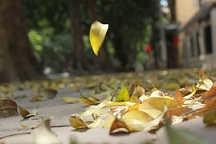Chờ - Thơ Nguyễn Hoàng Sa