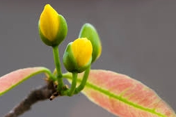 Người bái hoa mai – Thơ Ngân Vịnh