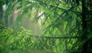 Đêm qua chớp bể...(*) – Thơ Đinh Thị Như Thúy