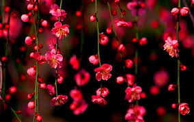 Đội hình - Thơ Lê Huy Hạnh