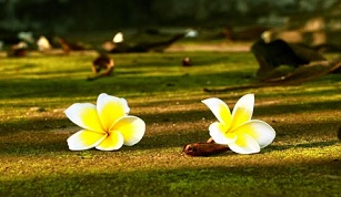 Lớp lãng quên – Thơ Bùi Mỹ Hồng