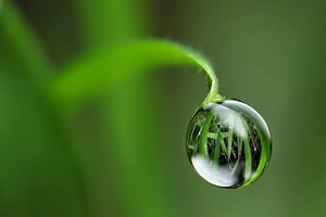 Giọt sương – Thơ Lê Huy Hạnh