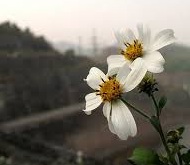 Tháng mười – Thơ Nguyễn Nho Thùy Dương 