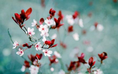 Hoa rừng - Dương Thị Xuân Quý