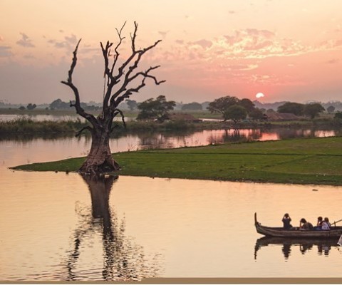 Lục bình - Đinh Lê Vũ