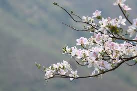 Lãng mạn cùng Tây Bắc - Nguyễn Nhã Tiên
