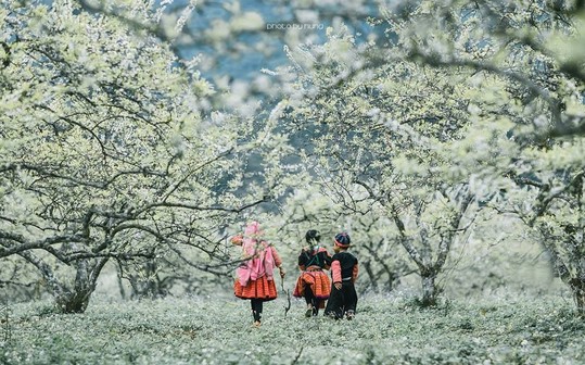 Một thời má đỏ - Nguyễn Chu Nhạc