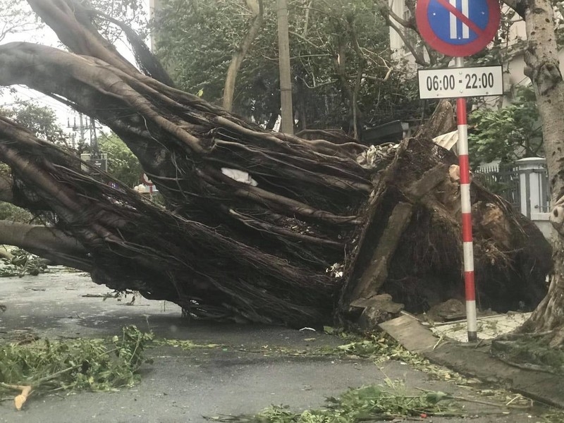 Viết sau bão số 9 - Molave