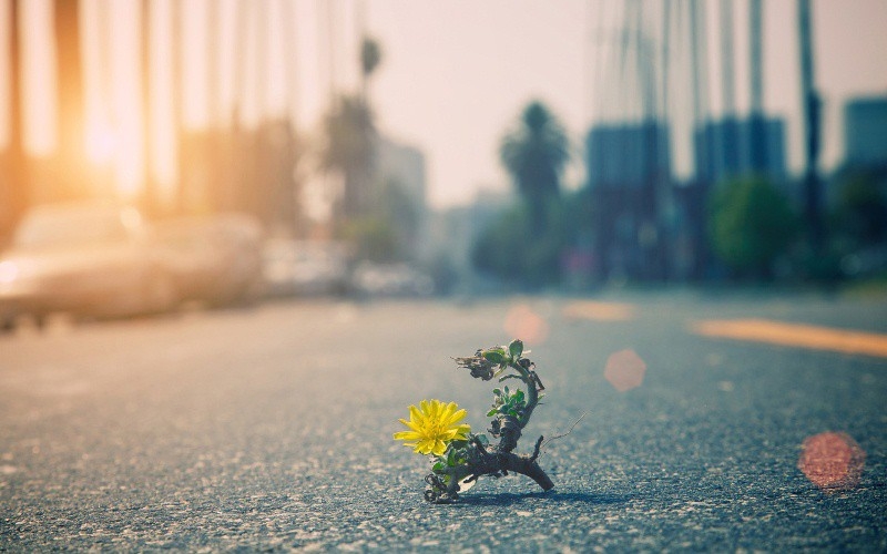 CHÙM TRUYỆN CỰC NGẮN CỦA MỸ
