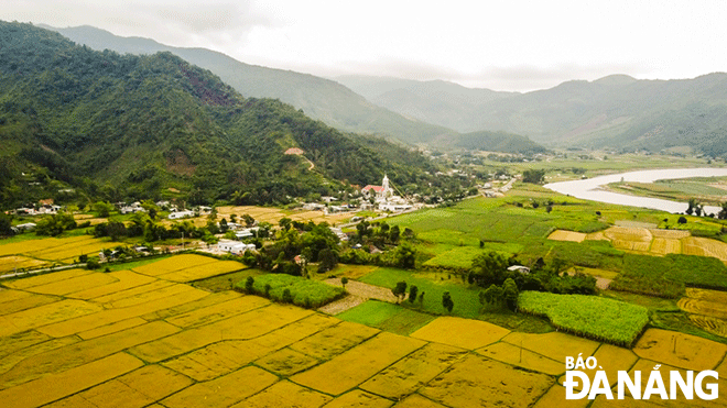 Có một mùa vàng trong lòng Đà Nẵng