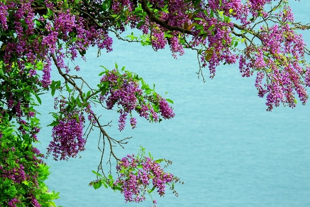 Gió ở Nại Hiên Đông