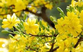 Mùa xuân đang chờ