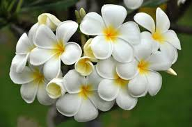 Thơ Trần Trúc Tâm