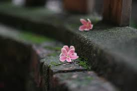 Chuyện đời tôi