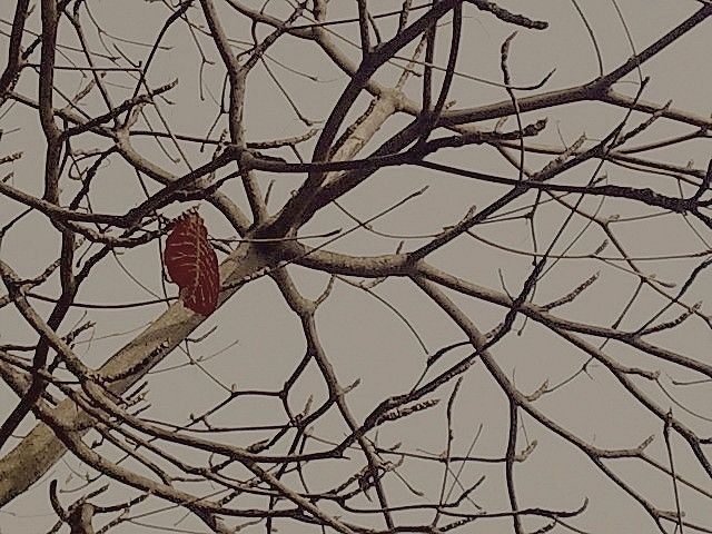 Nép vào mùa đông