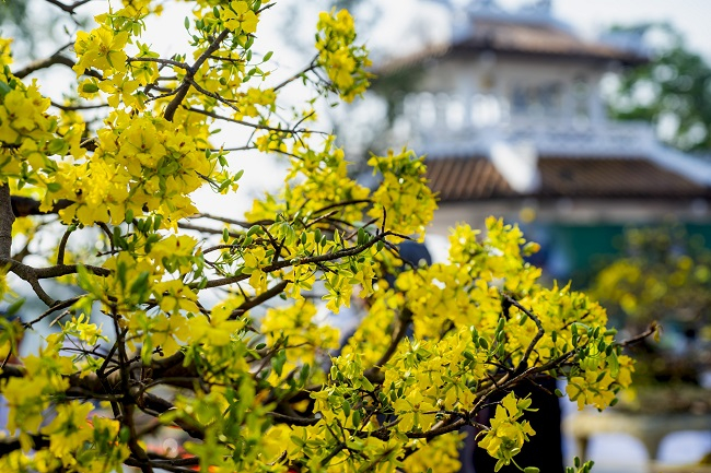 Khi hoa vườn nhà nở sớm