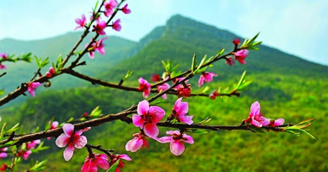 Giấc mơ xuân