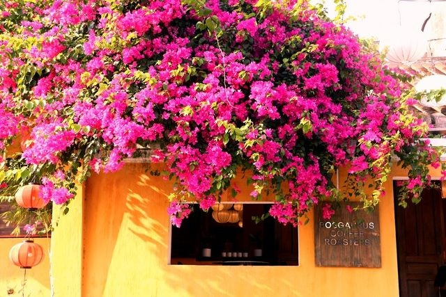 Giấc mơ dưới hiên nhà cũ