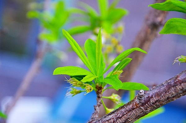 Mùa xuân ẩn dạng