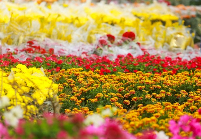 Quê xưa gồng gánh hoa vàng