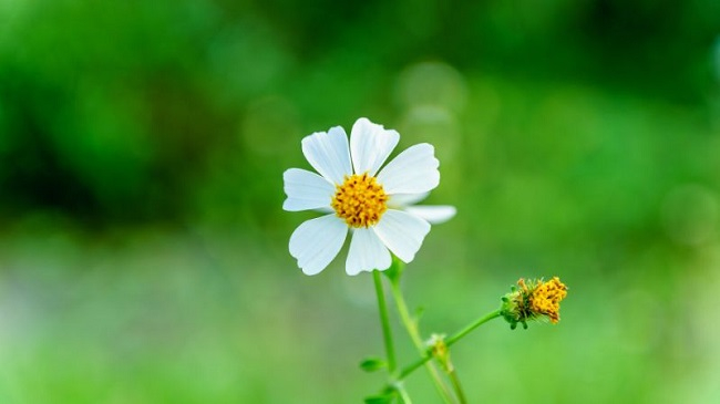 Phía xuân mong manh