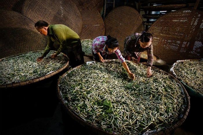 Một nong tằm là năm nong kén