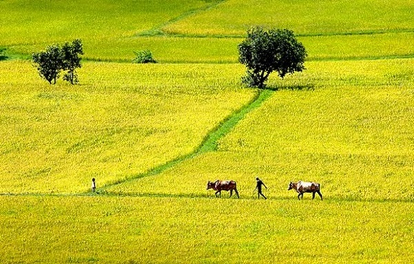 Về lại quê xưa