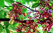 Như cơn gió thoảng-Thơ Mai Hữu Phước