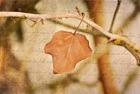 Bóng tối – Thơ Trần Tuấn