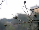 Ngõ quê – Thơ Khê Giang