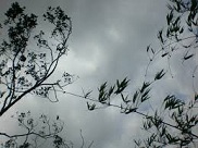 Trở về tĩnh lặng – Thơ Đinh Thị Như Thúy